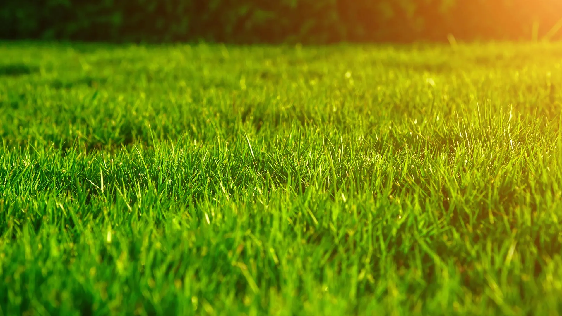 Look for These 3 Things Before Hiring a Company to Mow Your Lawn