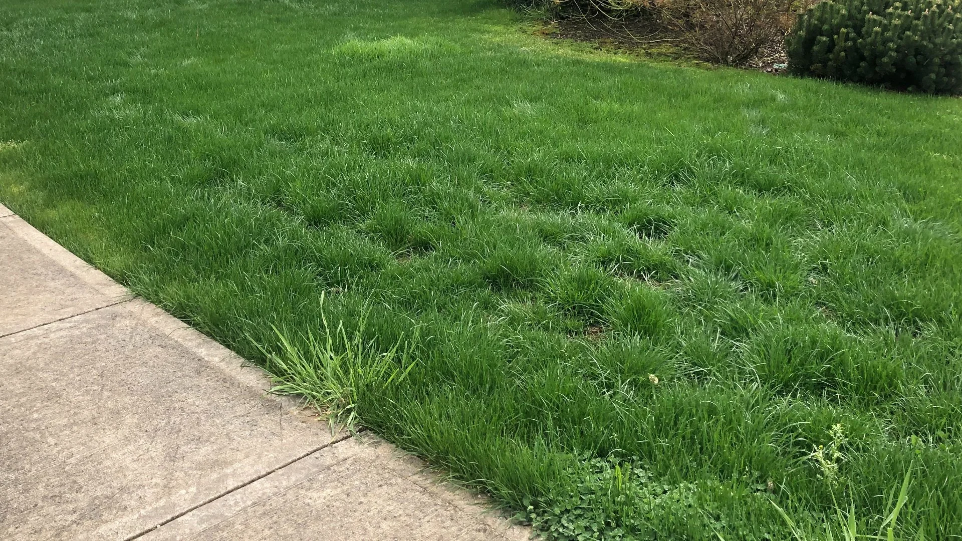 Why Are Weeds a Persistent Issue on Your Lawn?