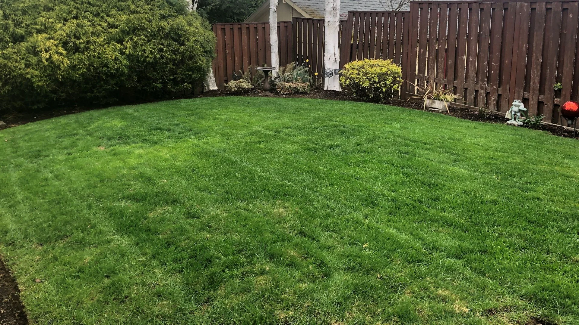Why Isn't Grass Seed Growing After Overseeding?