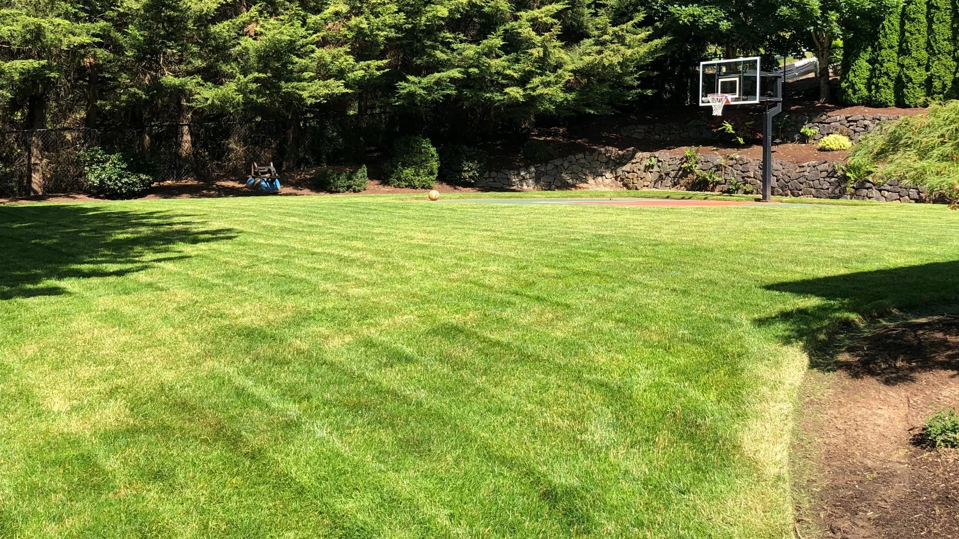 Will Regular Mowing Thicken up Your Lawn?