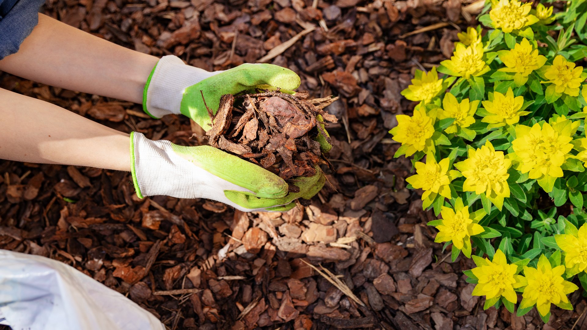 Mulch Matters! Make Sure You Add Mulch to Your Landscape Beds