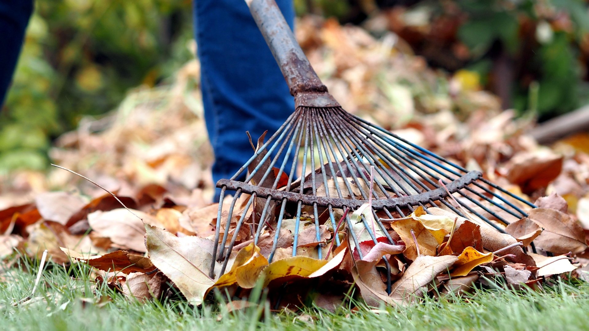 Don’t Risk Your Grass’s Health: Remove Leaves From Your Lawn This Fall!