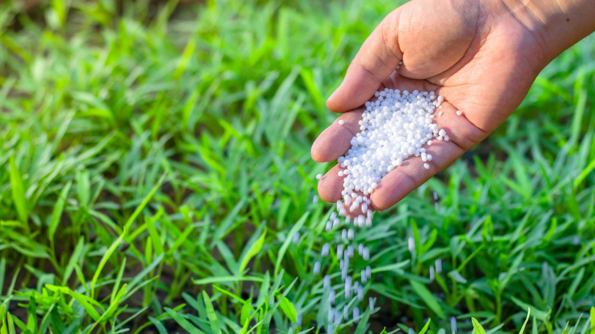 How Does Lawn Fertilizer Work & is it Really Necessary?