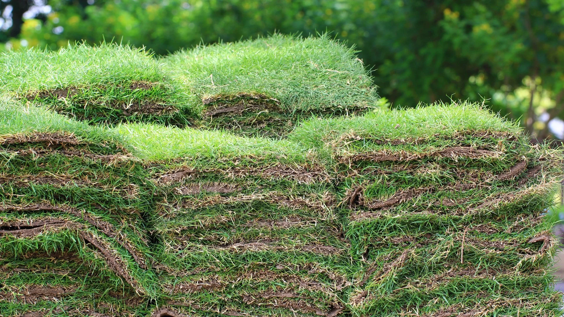 What Are the Rules for Mowing Your Sod for the First Time?