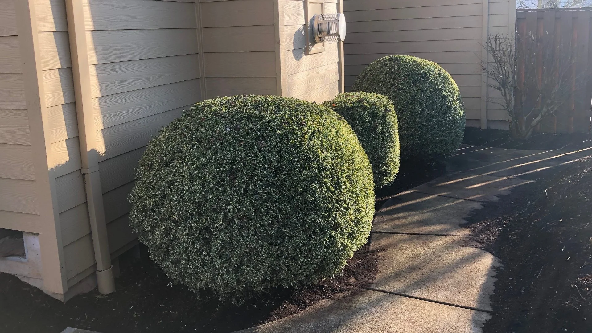 How Often Do Shrubs Need to Be Trimmed?