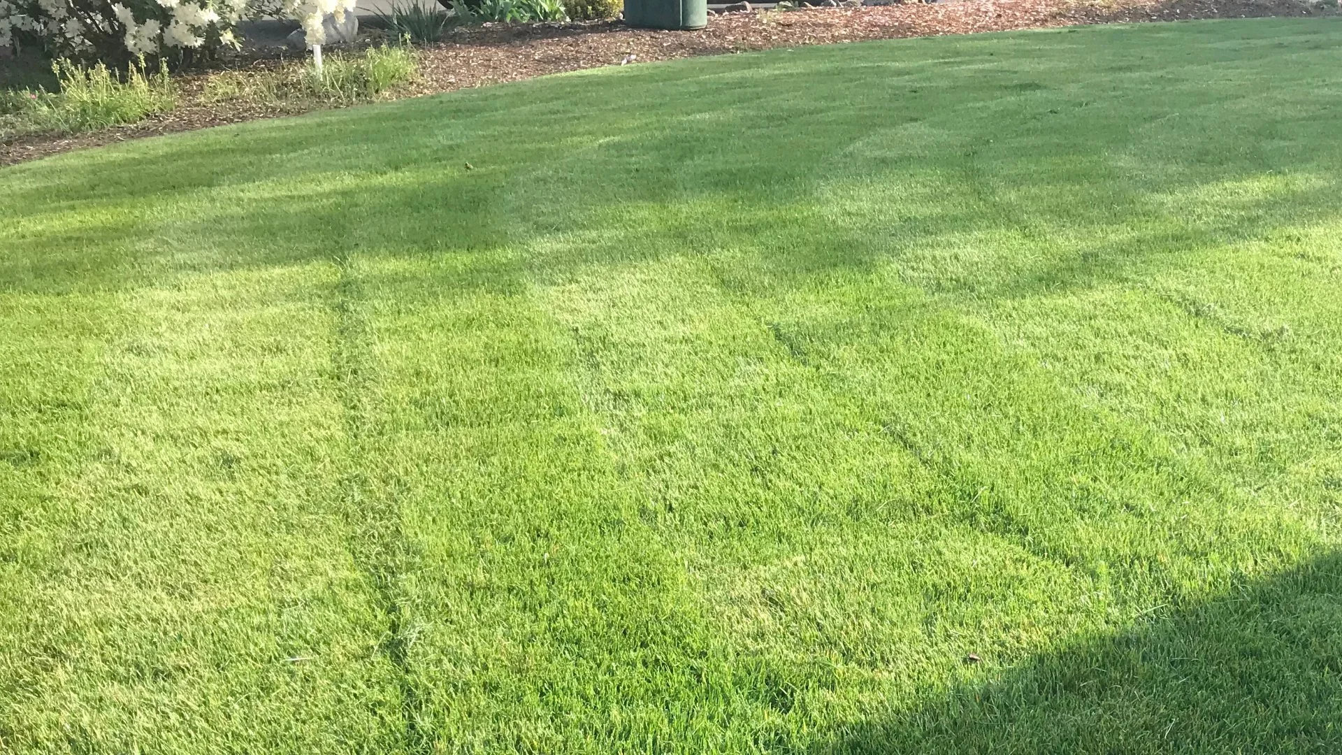 Can Regularly Mowing Your Lawn Help Control Weed Growth?