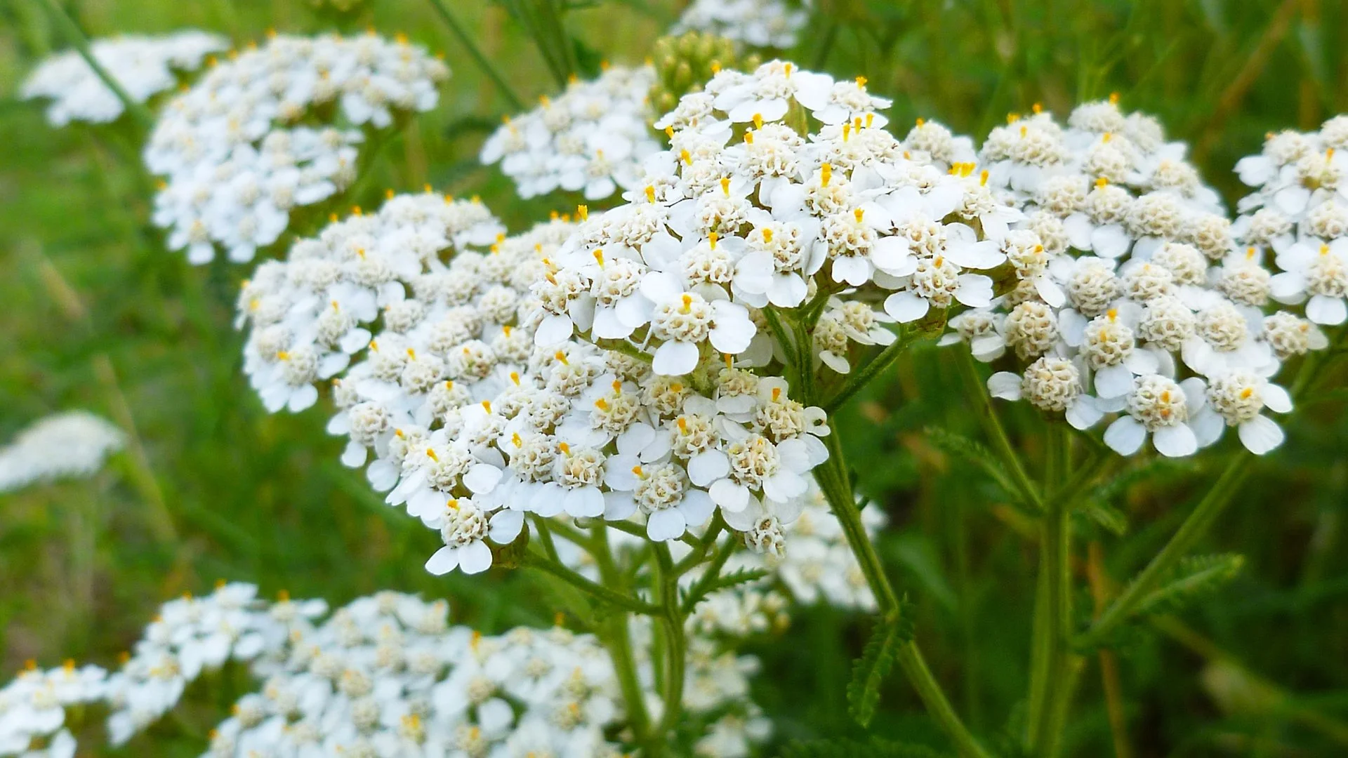 Pollinator-Friendly Plants to Consider Adding to Your Garden