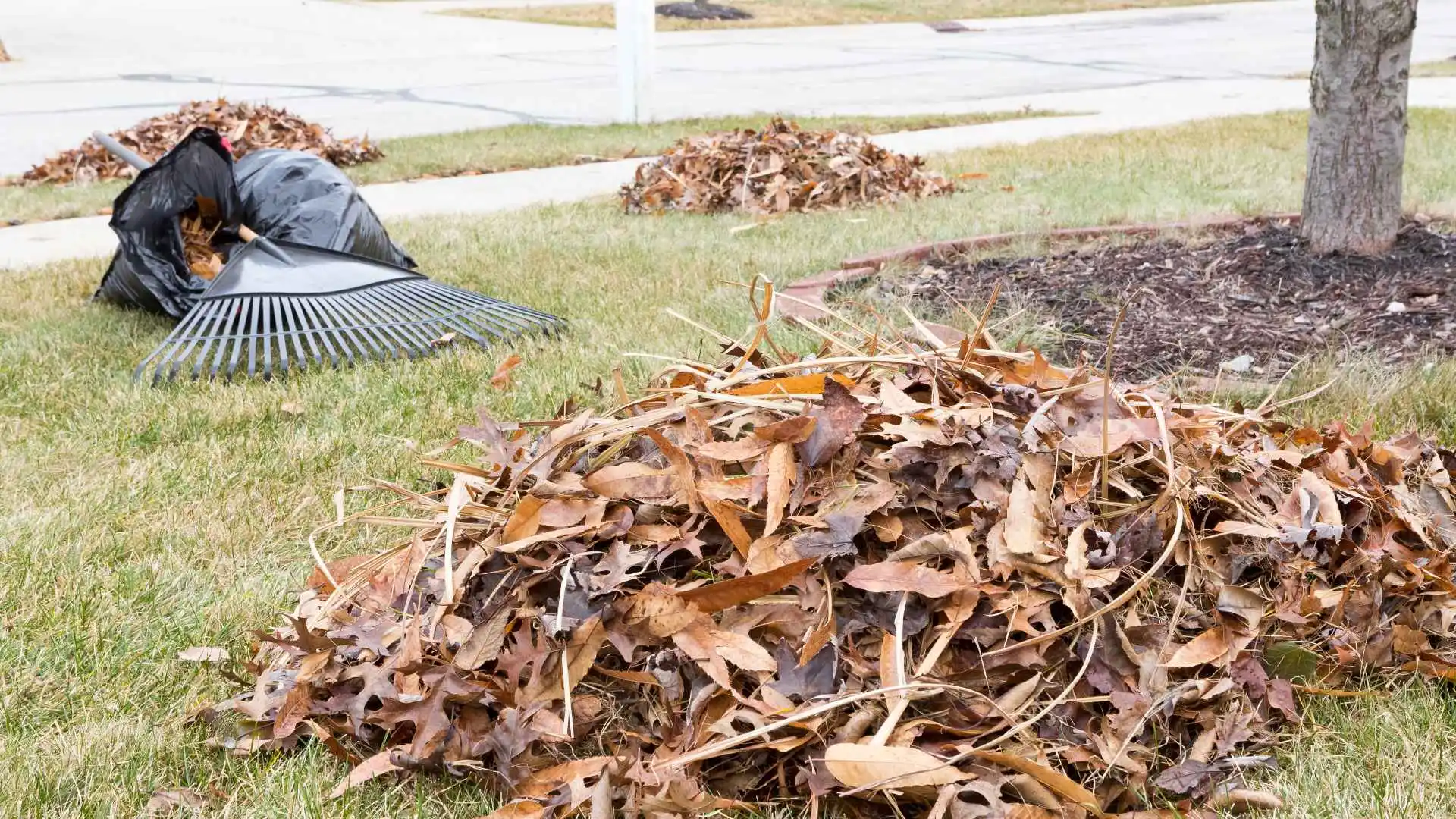 Why Messy & Overgrown Landscapes Need to Be Cleaned up Before Winter