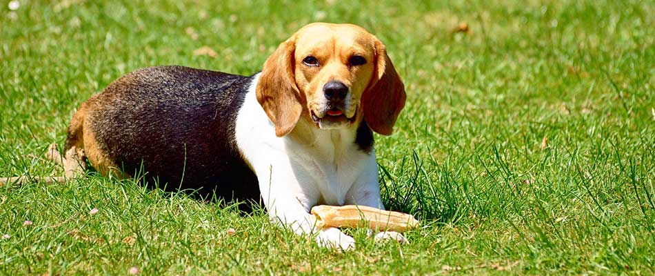 How Long After Fertilizer Can Dog Go On Lawn