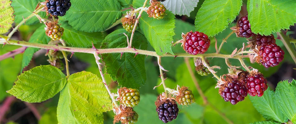How Invasive Blackberry Can Destroy Your Yard