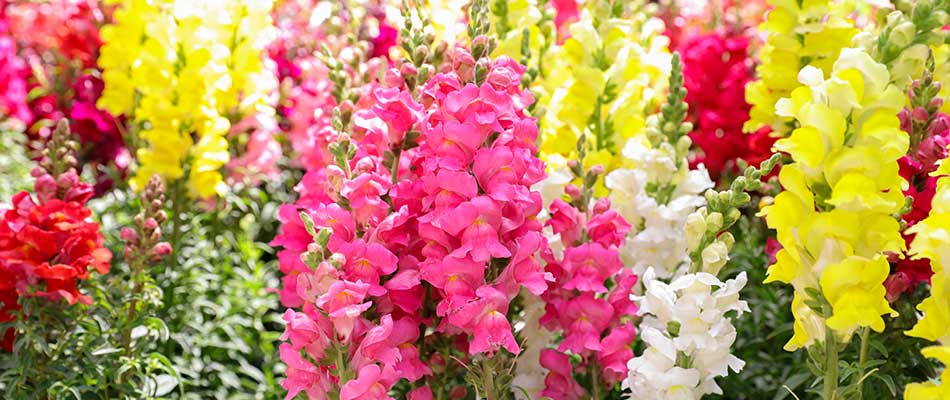 A bed of colorful snapdragons by a home in Portland, OR.
