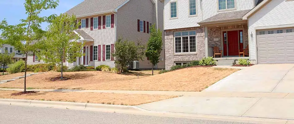 How to Tell If Your Lawn Is Dead or Just in Its Dormant State
