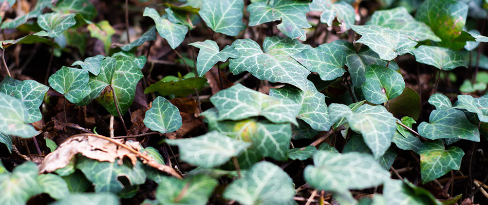 English ivy blanketing the ground at a Sunnyside, Oregon home.