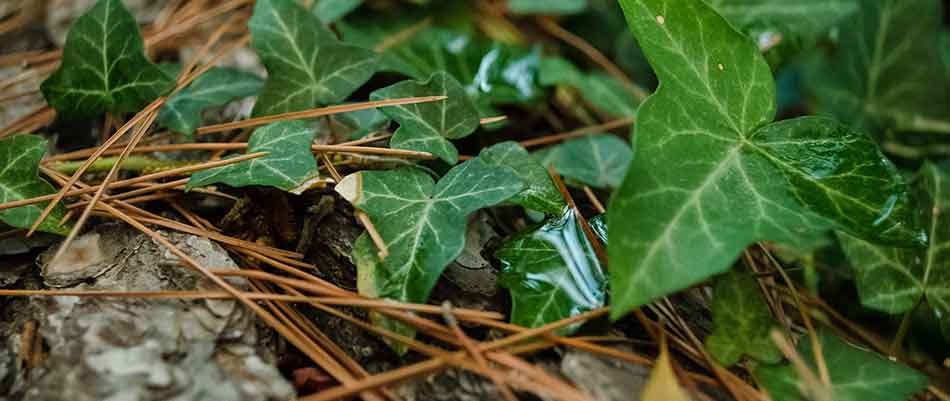 Close up photo of English ivy growing on a property near Portland, OR.