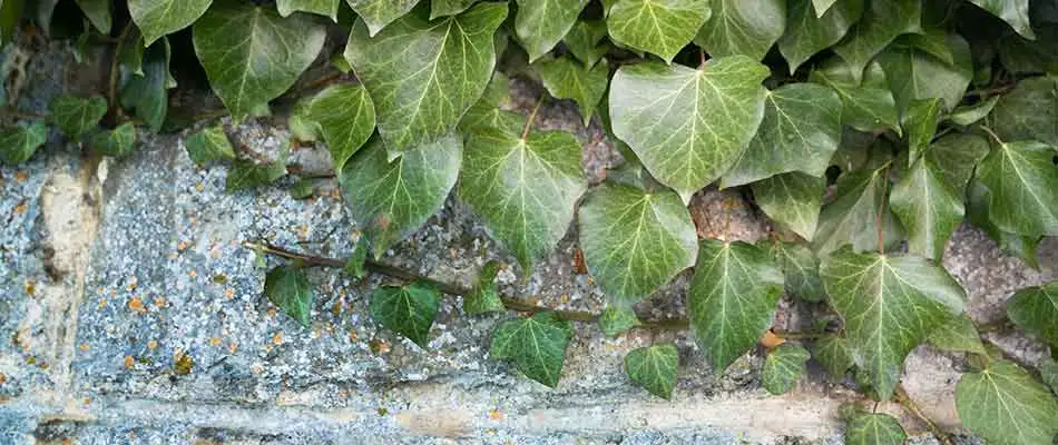 English ivy growing on a wall near Gresham, OR.