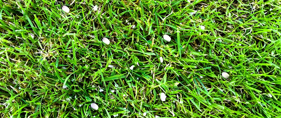 Don't Mow YET! How long should you wait to mow after fertilization treatments?