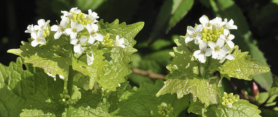 Close up on a couple of garlic mustard weeds.