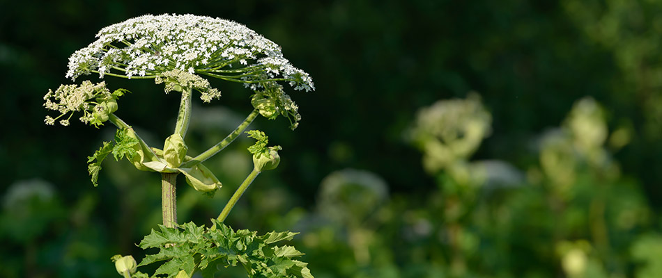 Close up of a giant hogweed plant.