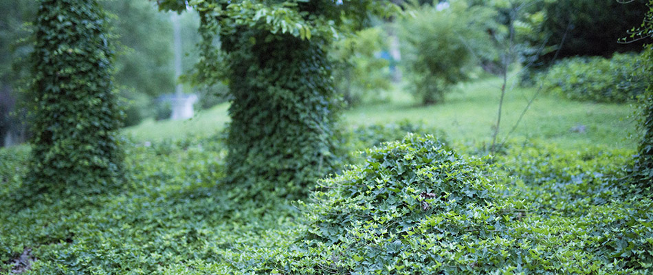 Kudzu covering the ground and trees on a property.