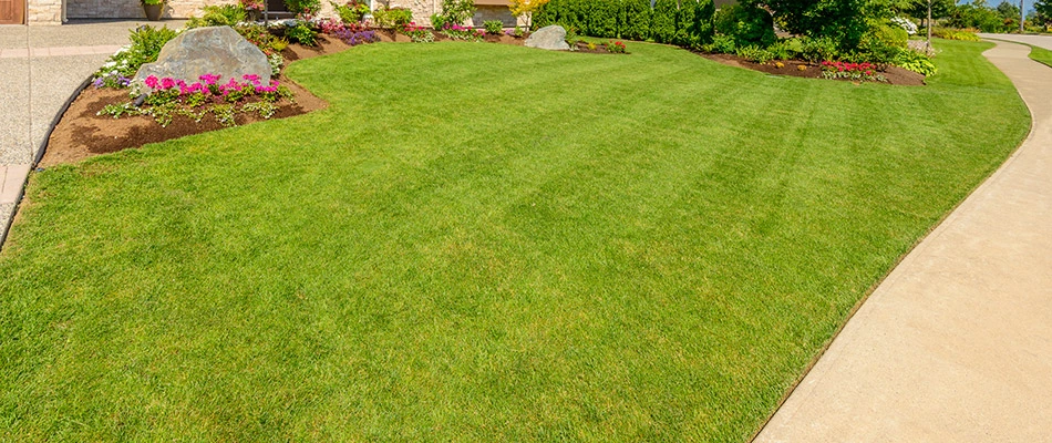 Sod Vs Seed - Which Should You Choose?