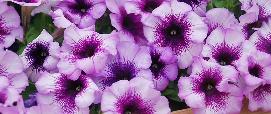 4 Most Popular Fall Annual Flowers
