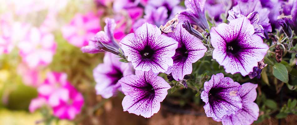 Purple petunias blooming in a hanging pot at a Gresham, OR home.