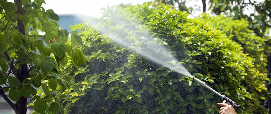 Lawn care worker spraying a tree for pest control in Happy Valley, OR.