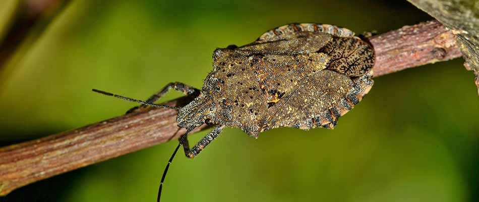 3 Harmful Fall Lawn Pests in Portland