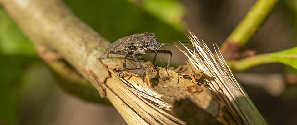 Stink bug on a tree limb near Gresham, OR.