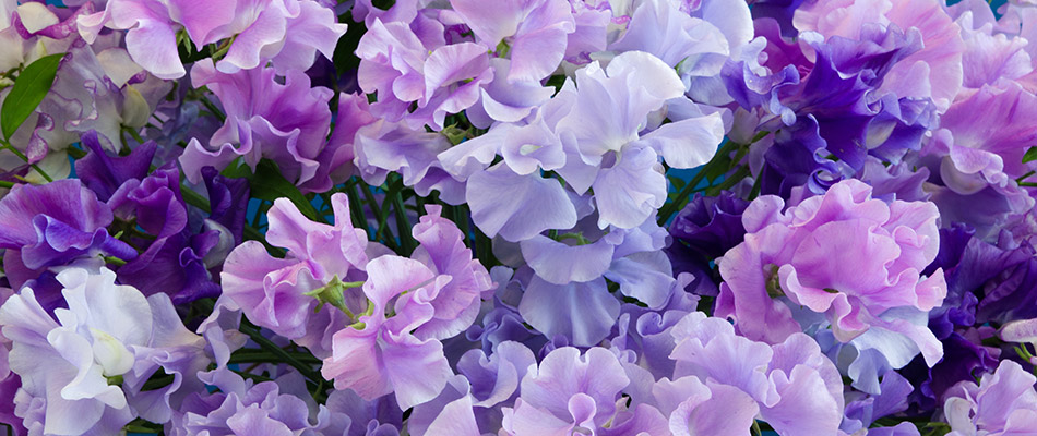 A bed of purple and white sweet peas by a home in Portland, OR.