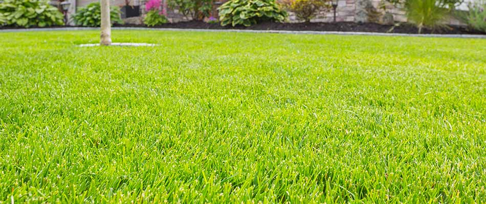 These 4 Lawn & Landscape Spring To-Dos are NOT Optional