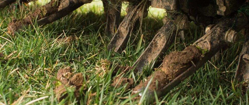 Aerator tines on a lawn in Gresham, OR, with soil cores.
