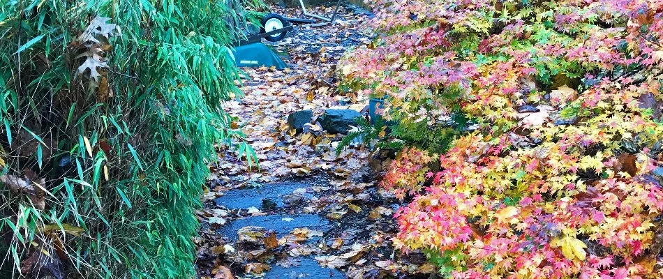 Messy backyard in Portland, OR, with many leaves.