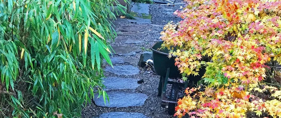 Backyard cleaned of leaves in Portland, OR.