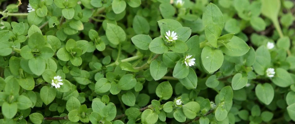 Chickweed flowers and leaves in Gresham, OR.