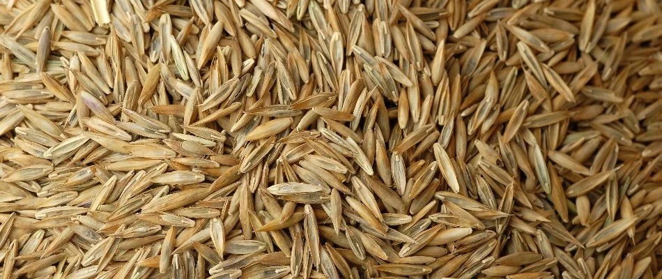Closeup of tan grass seeds in Gresham, OR.