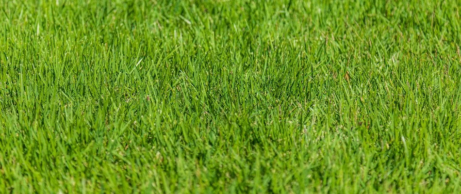 Dense green lawn in Gresham, OR.