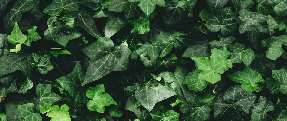 Foliage of English ivy in Portland, OR.
