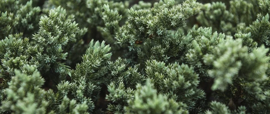 Foliage of a juniper plant in Portland, OR.