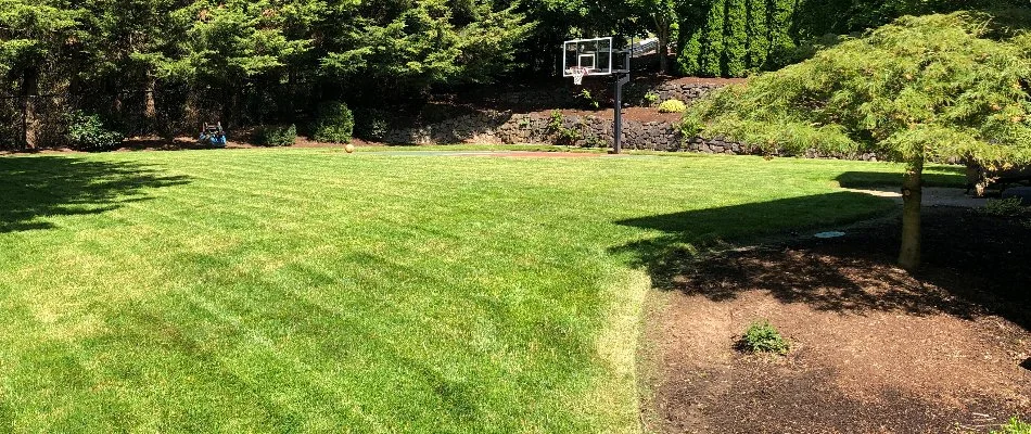 Freshly mowed grass with a basketball hoop in Portland, OR.