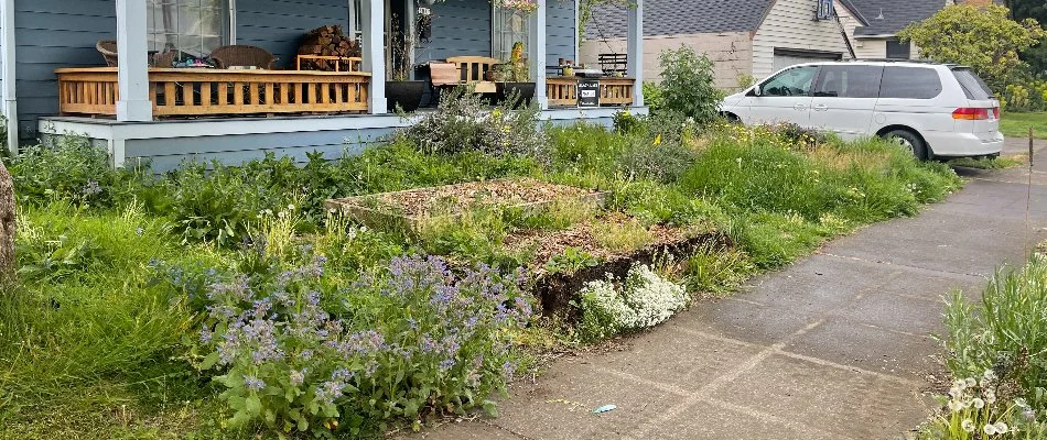Front yard in Portland, OR, with overgrown grass and weeds.