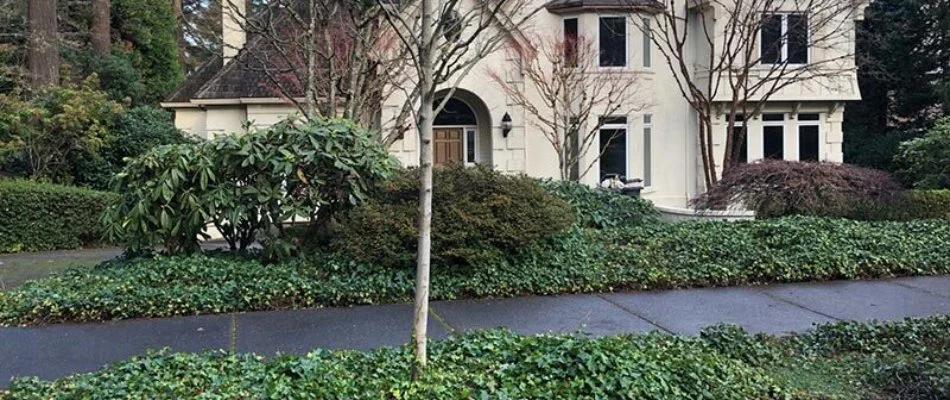 Front yard in Portland, OR, with thick English ivy.