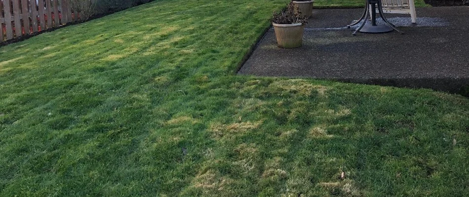Grass in Gresham, OR, with yellow spots.