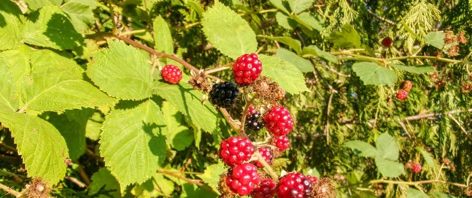 Himalayan blackberry plant with fruit in Portland, OR.