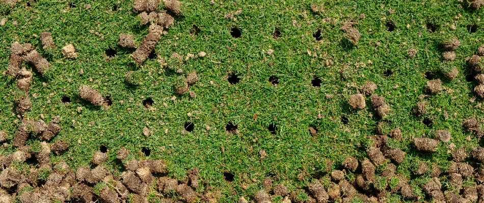 Holes and cores of soil on a lawn in Gresham, OR, after aeration.