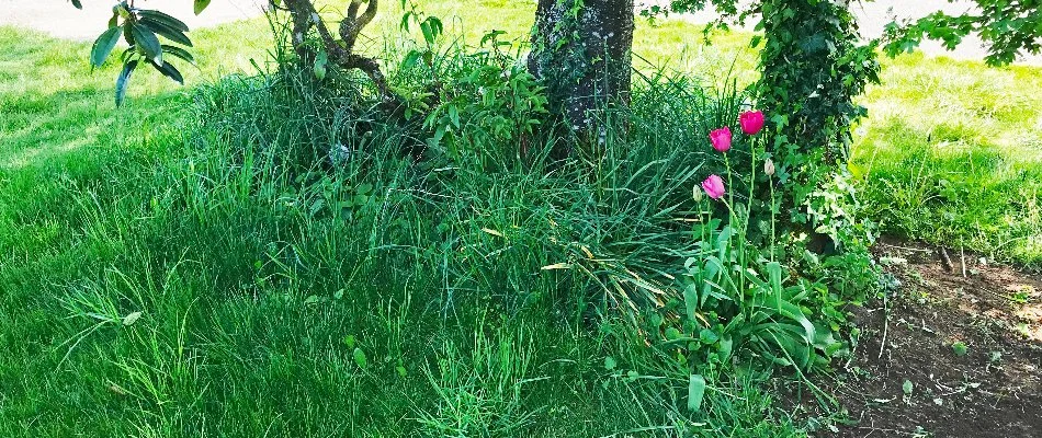 Landscape bed in Portland, OR, riddled with weeds.