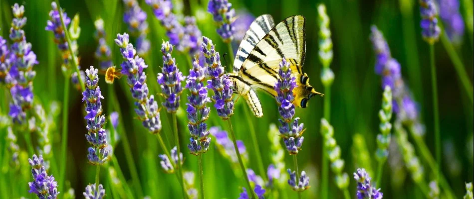 Lavender plant with butterfly in Gresham, OR.
