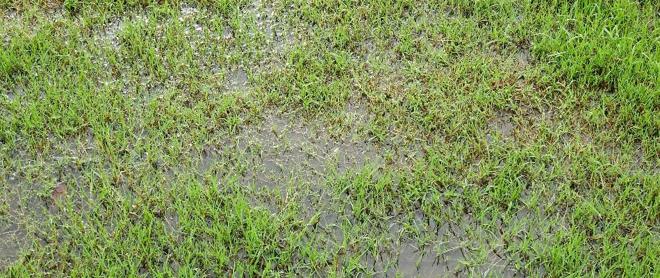 Lawn in Gresham, OR, with standing water from poor drainage.
