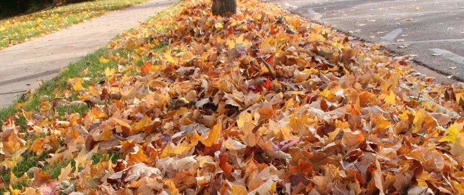 Leaves gathered along a street curb in Portland, OR.