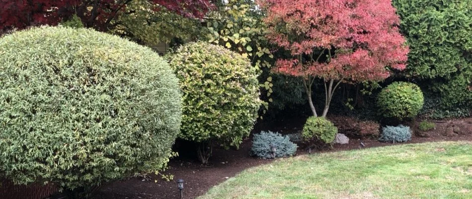 Lush shrubs and trees in Gresham, OR.